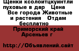 Щенки ксолоитцкуинтли пуховые в дар › Цена ­ 1 - Все города Животные и растения » Отдам бесплатно   . Приморский край,Арсеньев г.
